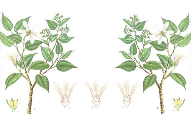 成为全球龙脑产业的引领者，远景智库为新晃龙脑制定发展战略规划