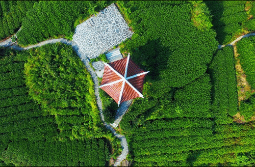 吉首市马颈坳镇隘口村是“湘西黄金茶第一村”，被誉为“全国茶旅融合十条精品线路”上的明珠。.gif