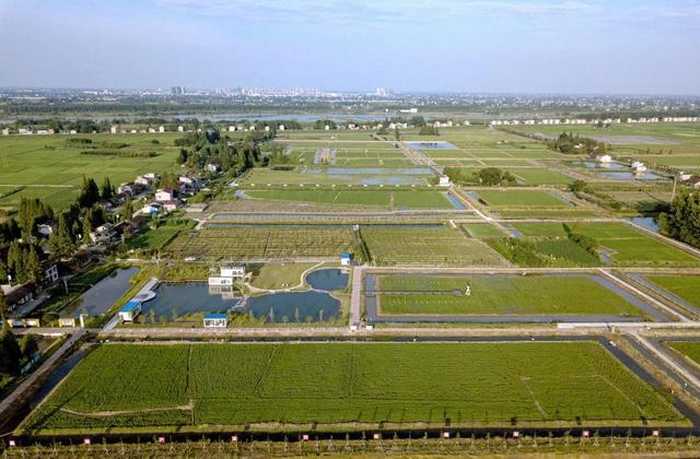 洞庭湖区稻渔综合种植基地.jpeg